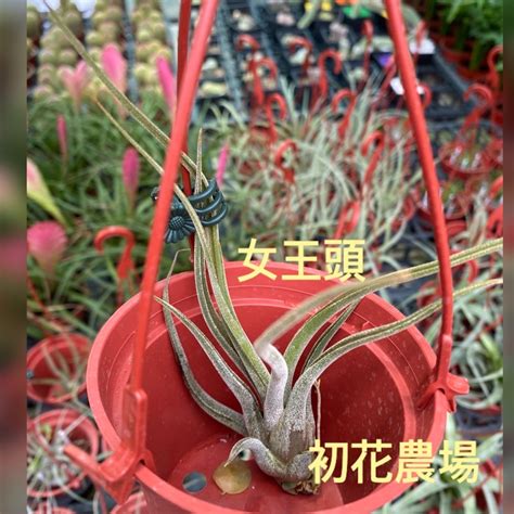 不用常澆水的果樹|15種「懶人也種不死」的新手必選植物 「不用每天顧。